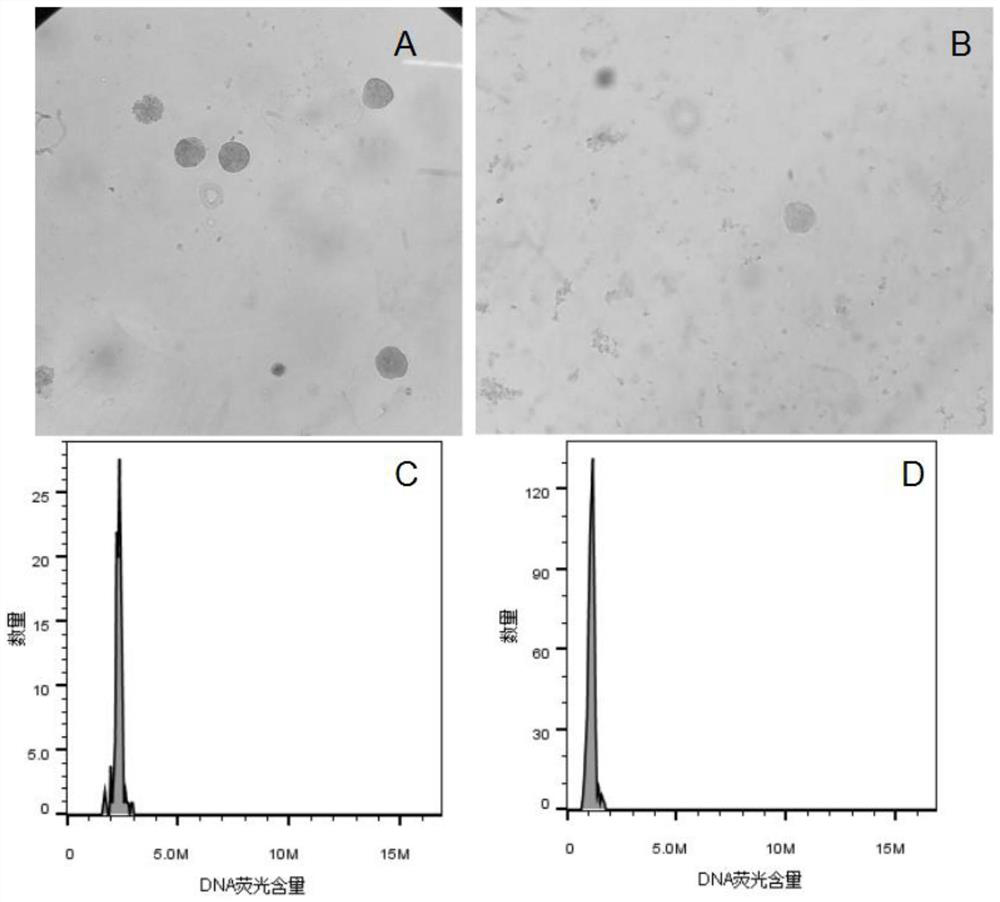 Efficient akebia trifoliate ploidy detection method