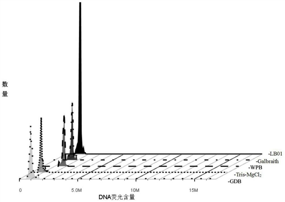 Efficient akebia trifoliate ploidy detection method