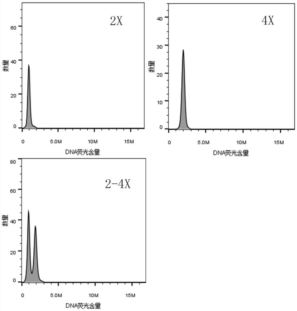 Efficient akebia trifoliate ploidy detection method