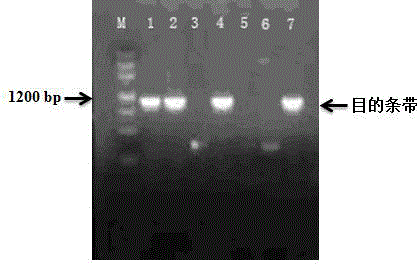 Escherichia coli engineering bacteria expressing lignin peroxidase, preparation method and application thereof