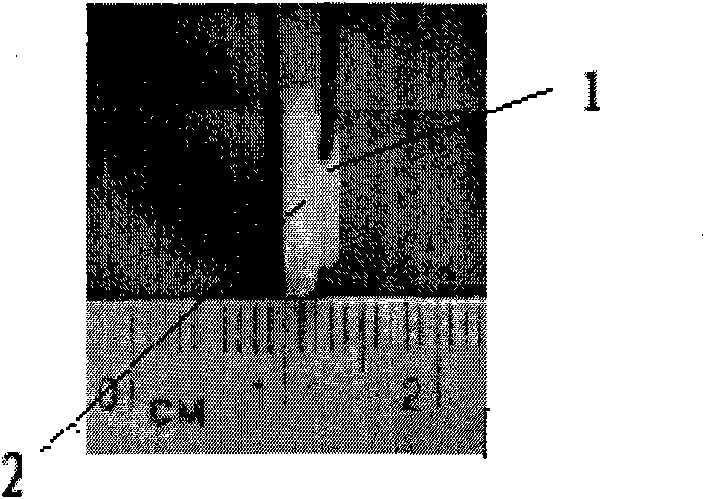 Piston-shaped bone repairing support and application thereof