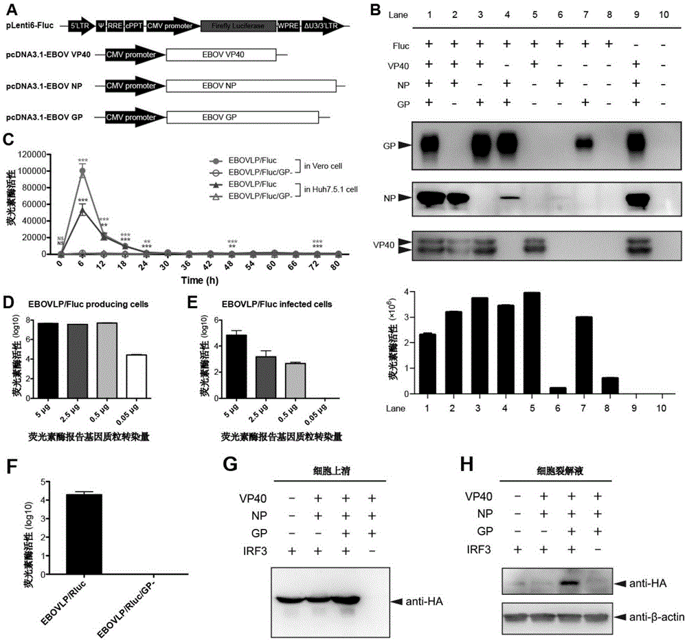 Novel in-vitro and in-vivo infection model based on Ebola virus-like particles