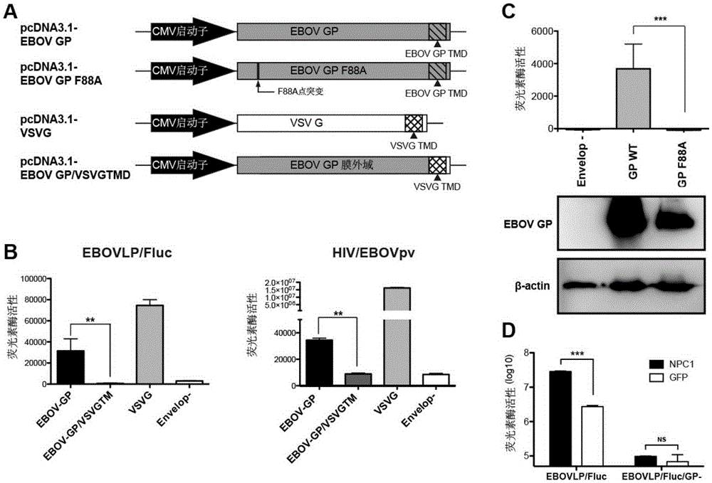 Novel in-vitro and in-vivo infection model based on Ebola virus-like particles