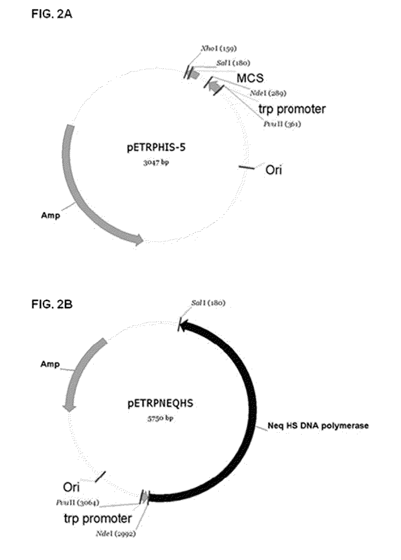 Mutant <i>Neq </i>HS DNA polymerase derived from <i>Nanoarchaeum equitans </i>and its application to hot-start PCR