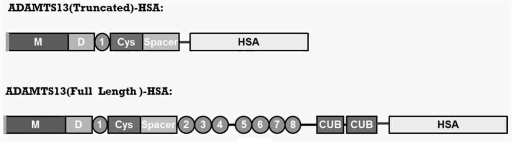 Adamts13-mdtcs fusion protein with extended half-life in vivo and its application