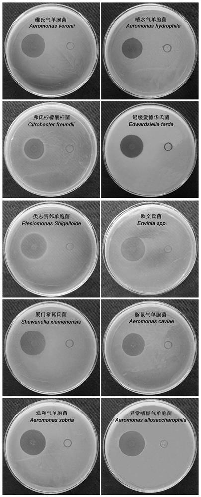 Streptomyces lateritius Z1-26, microecological preparation and preparation method of microecological preparation