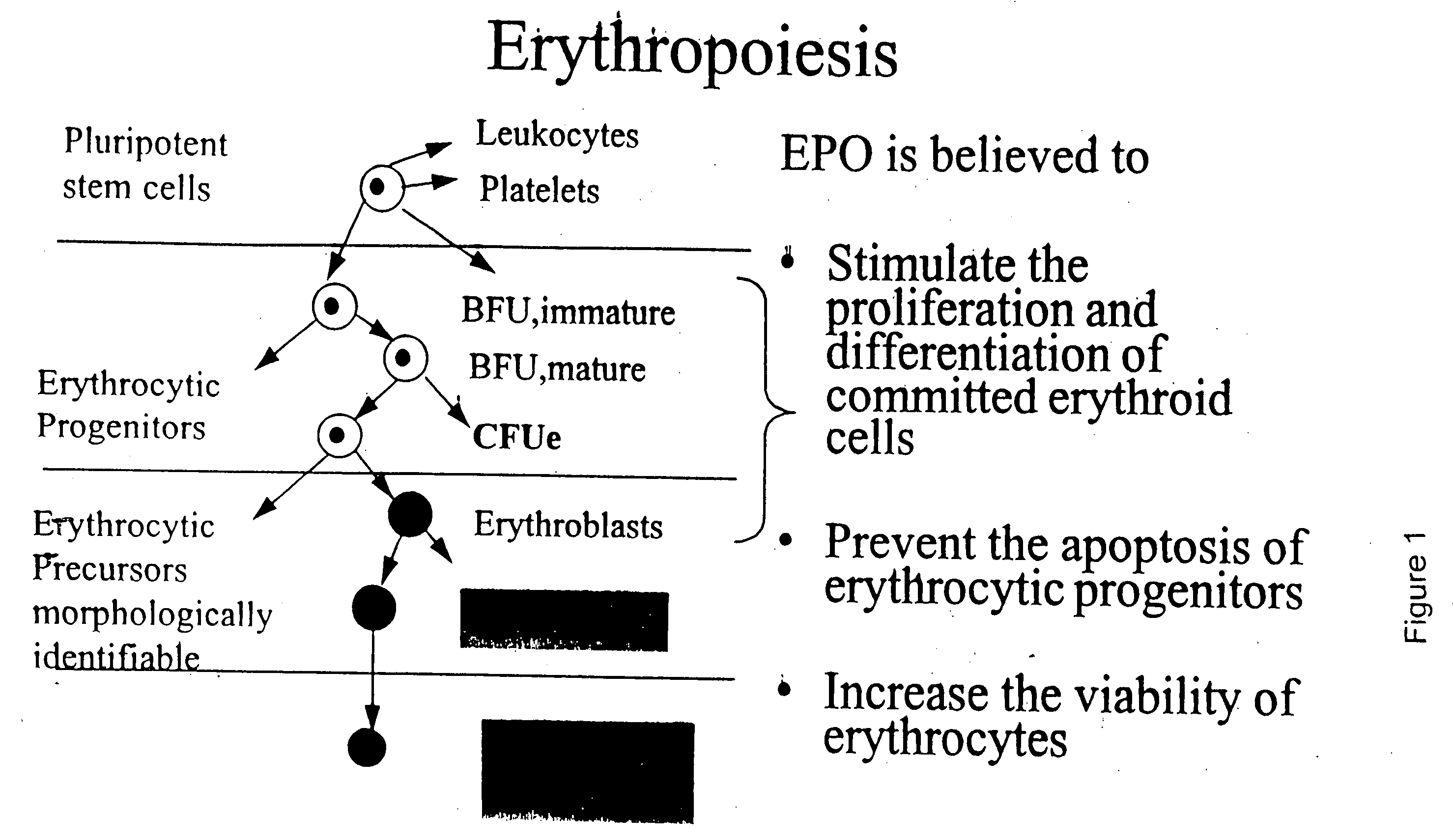 Pharmacokinetic and pharmacodynamic modeling of erythropoietin administration