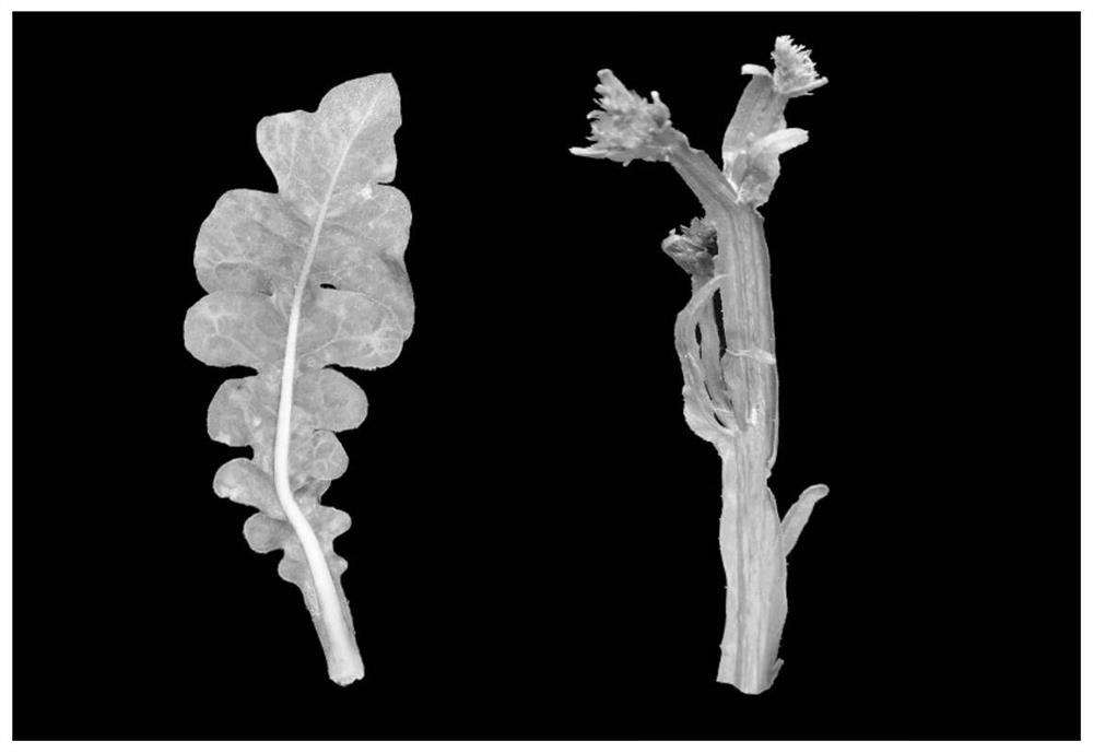 Primer and method for quantitatively detecting turnip mosaic virus (TuMV) in limonium sinuatum