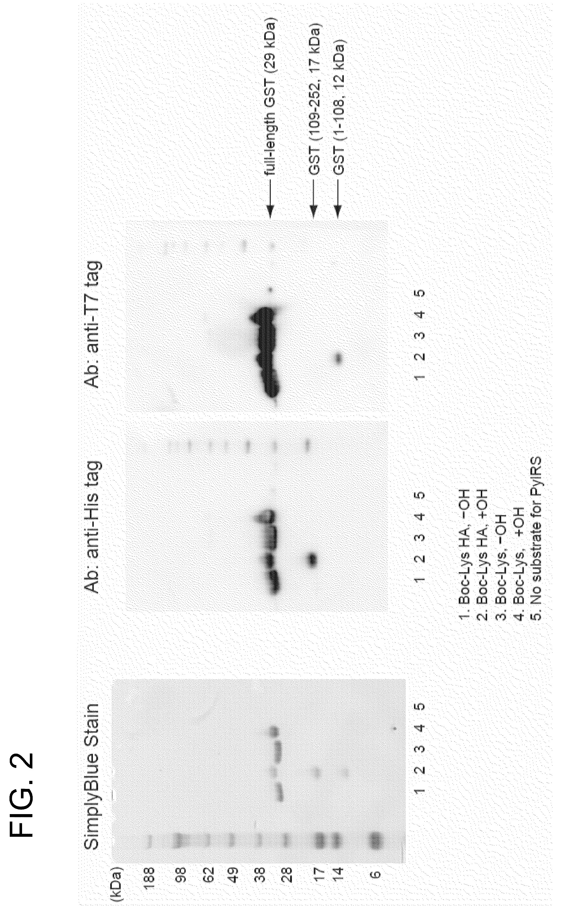 Process for production of non-natural protein having ester bond therein