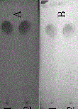 Method for separating high-purity lactone type lovastatin from fermentum rubrum powder