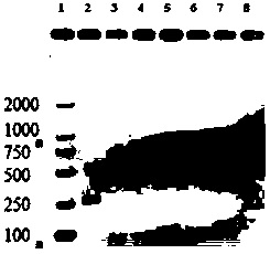 A method for detecting Palmer amaranth by using pcr primers