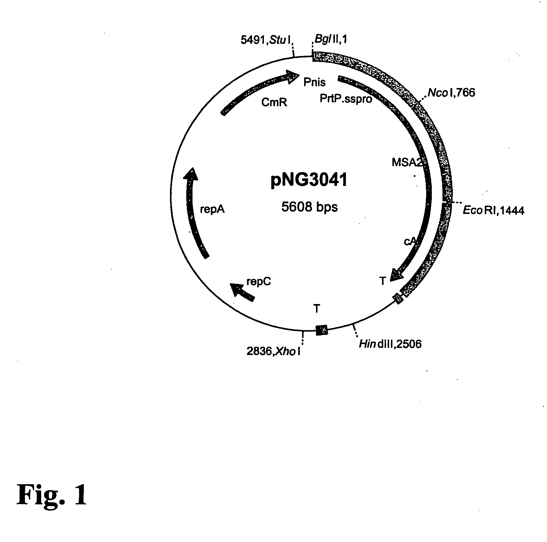 Method to provide bacterial ghosts with antigens