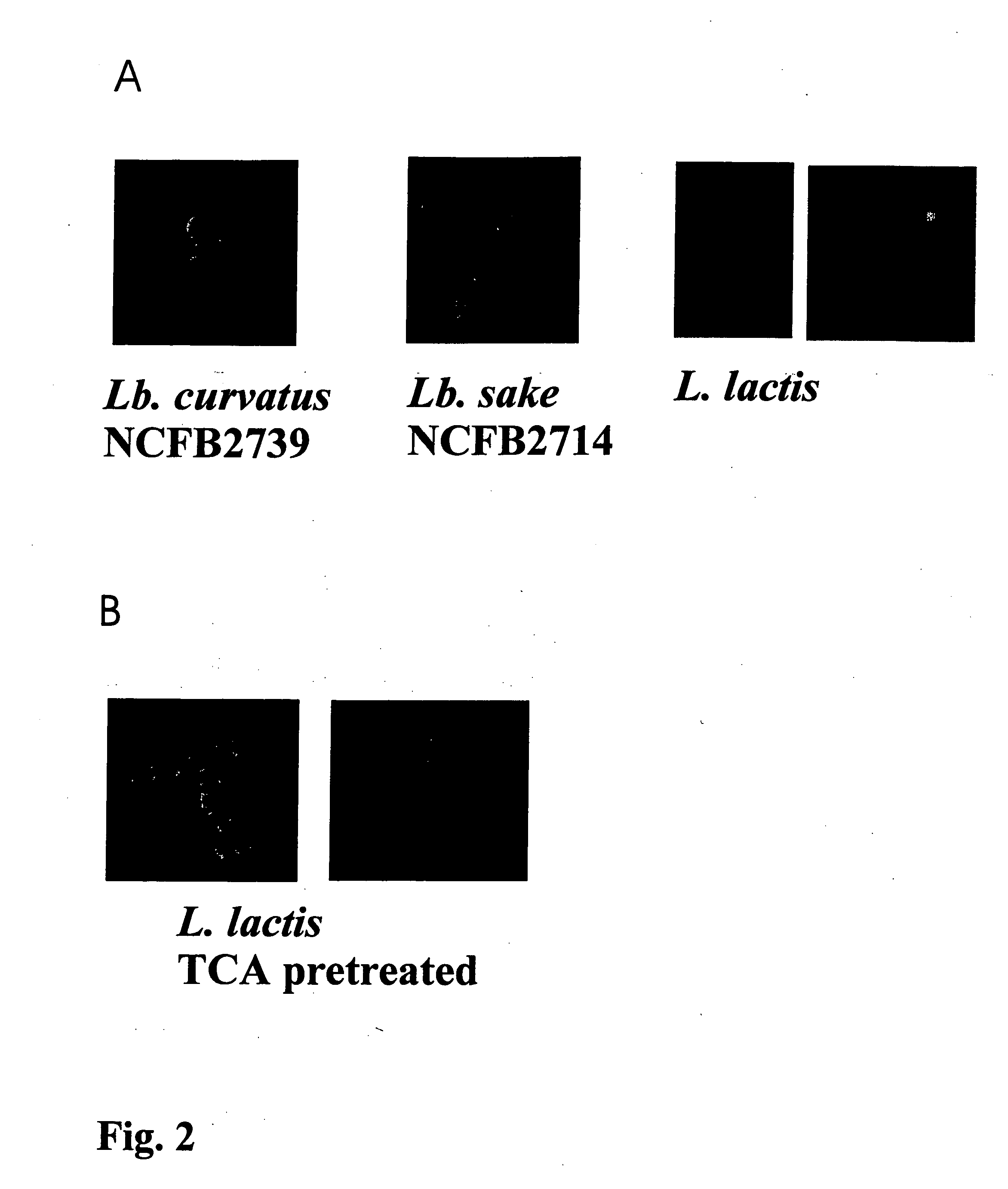 Method to provide bacterial ghosts with antigens