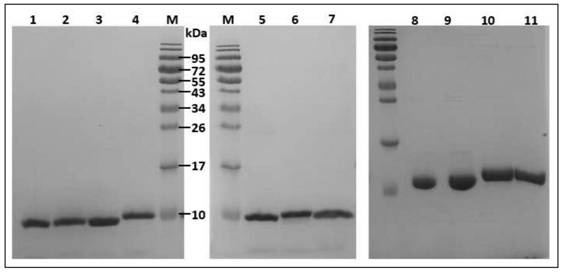 Fusion protein for treating diabetes and/or obesity