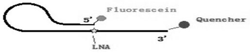 A kind of back-shaped lna probe and application thereof for point mutation detection