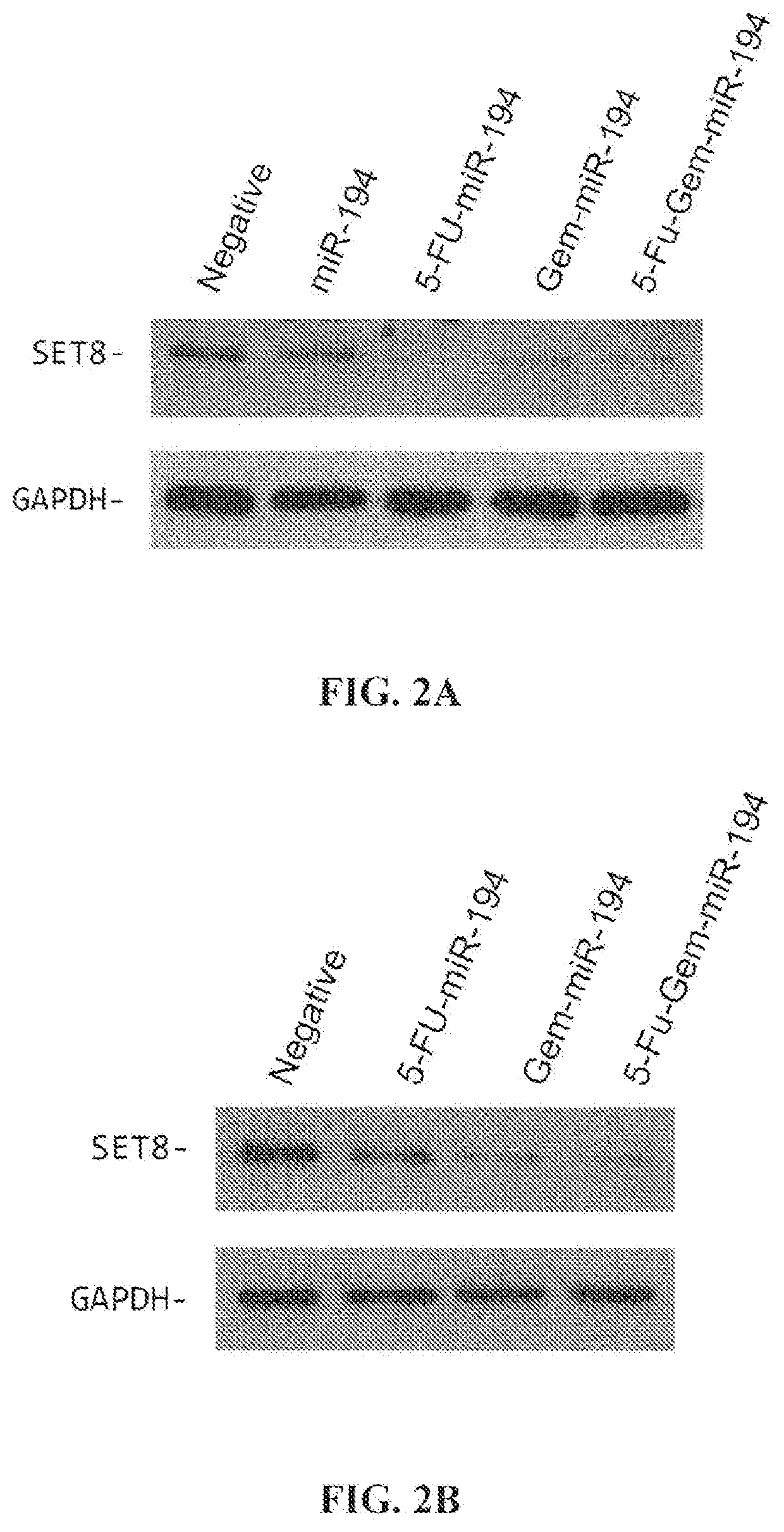 Modified micrornas and their use in the treatment of cancer