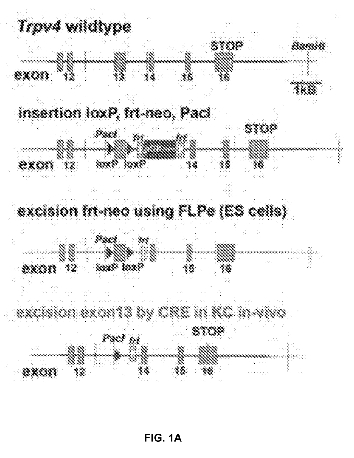 Small molecule dual-inhibitors of trpv4 and trpa1 for sanitizing and anesthetizing