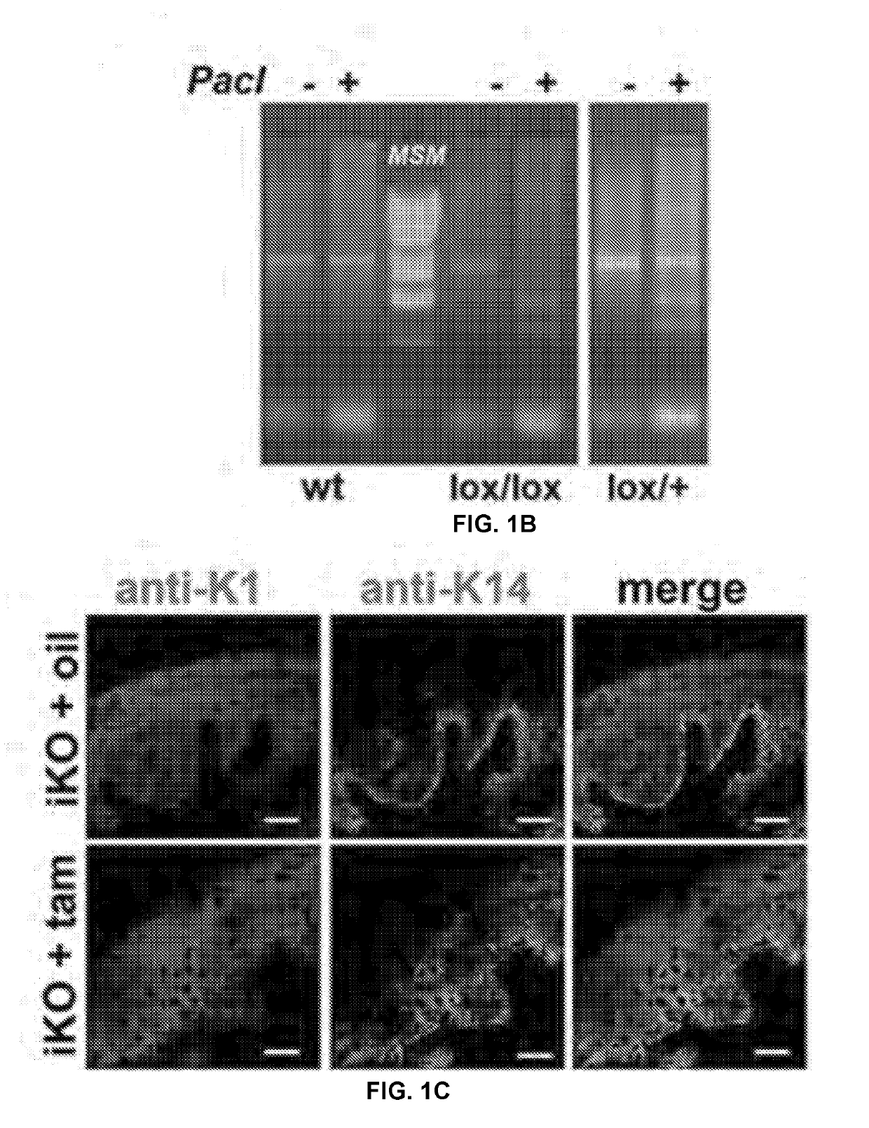 Small molecule dual-inhibitors of trpv4 and trpa1 for sanitizing and anesthetizing