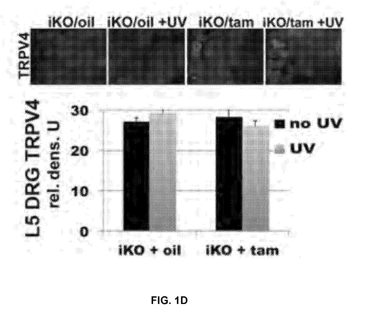 Small molecule dual-inhibitors of trpv4 and trpa1 for sanitizing and anesthetizing