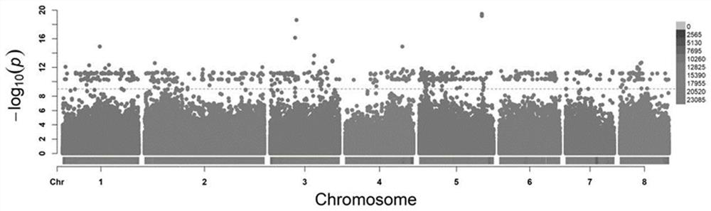 A Molecular Detection Method for Rapid Identification of Plum/Apricot Plum Strains