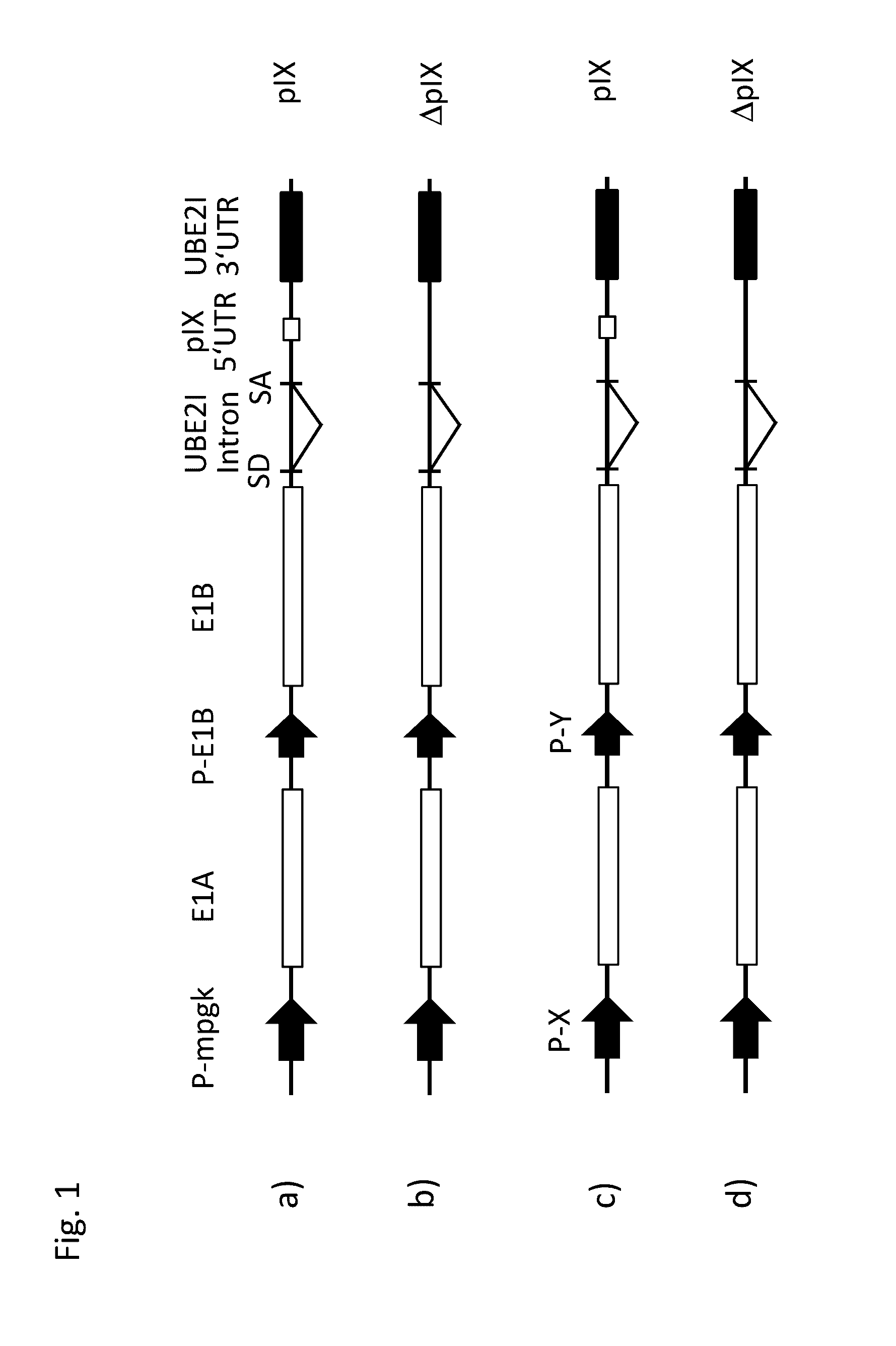 Nucleic acid construct and use of the same