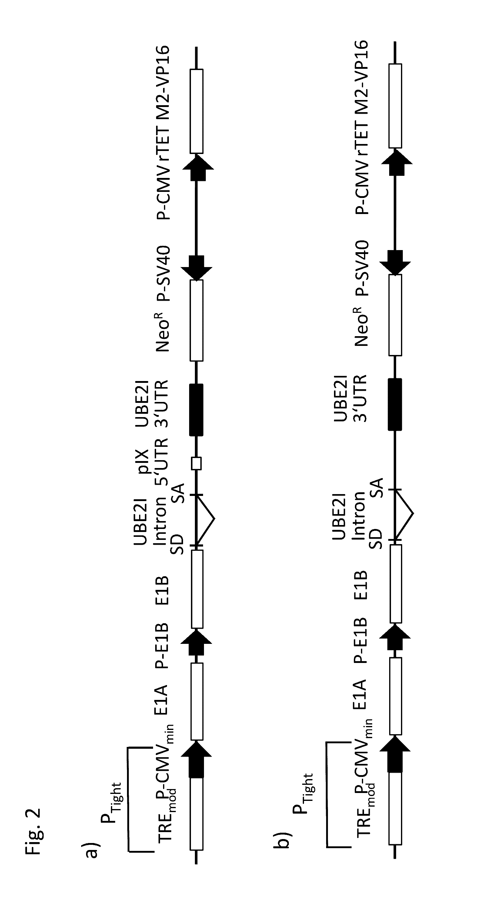 Nucleic acid construct and use of the same