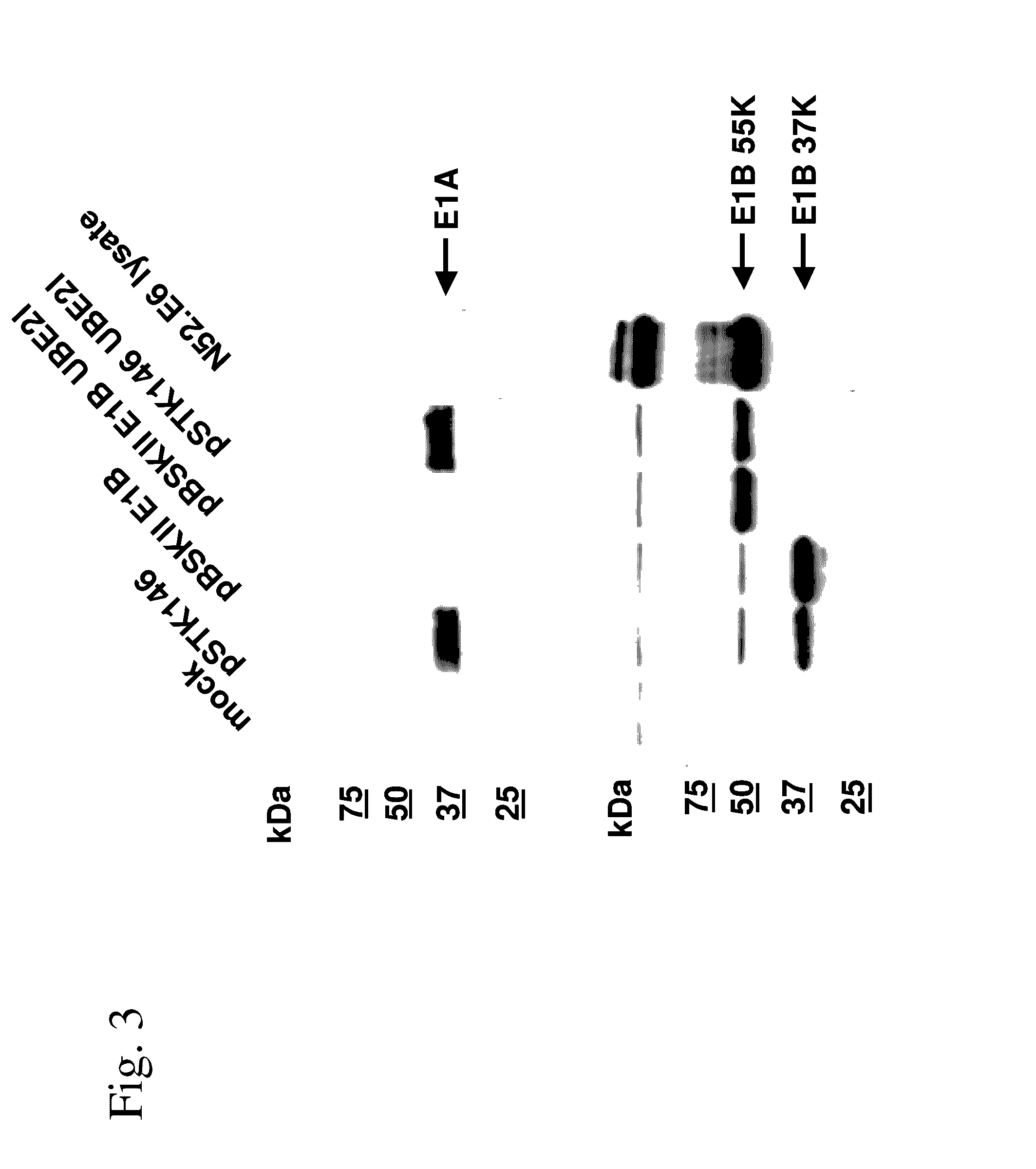 Nucleic acid construct and use of the same