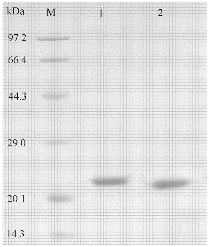 Pegylated single-modified recombinant glutathione peroxidase, preparation method and application of pegylated single-modified recombinant glutathione peroxidase