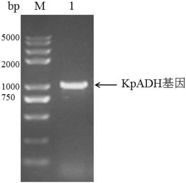 Alcohol dehydrogenase, gene and recombinase thereof, and application of alcohol dehydrogenase in synthesis of chiral diaryl secondary alcohol