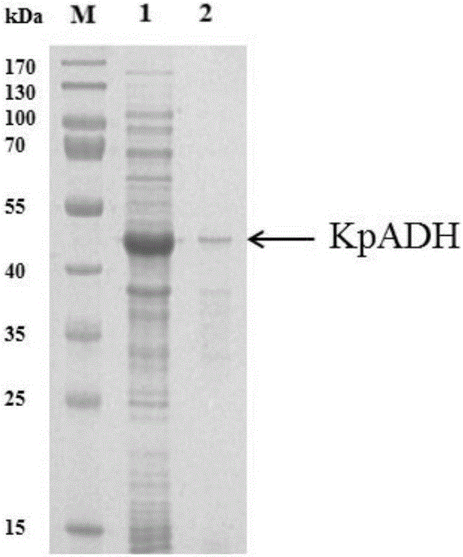 Alcohol dehydrogenase, gene and recombinase thereof, and application of alcohol dehydrogenase in synthesis of chiral diaryl secondary alcohol