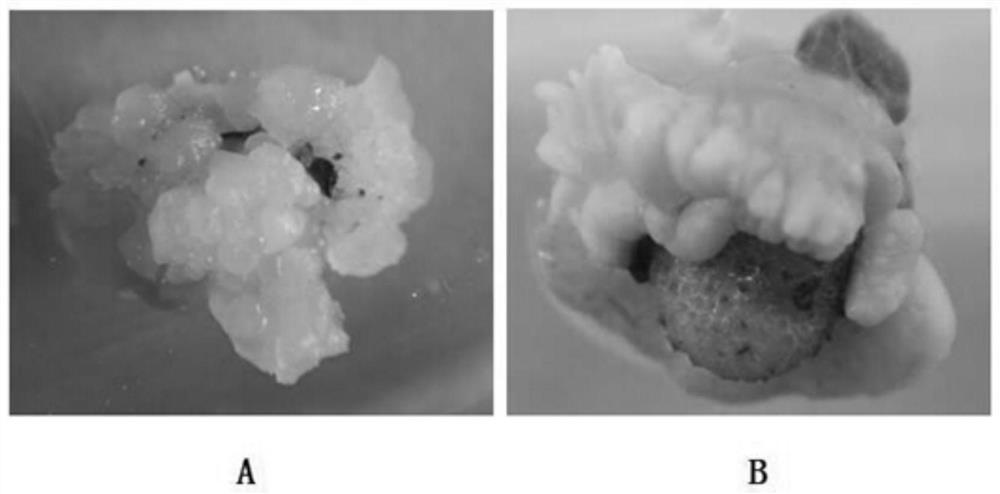 Method for obtaining regenerated plants by tissue culture of flowers of Amorphophallus bulbifer (Roxb.) Blume