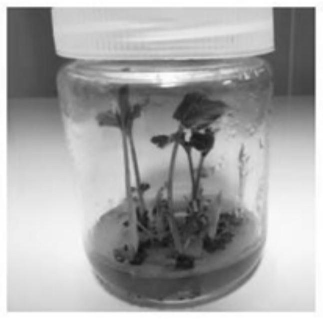 Method for obtaining regenerated plants by tissue culture of flowers of Amorphophallus bulbifer (Roxb.) Blume