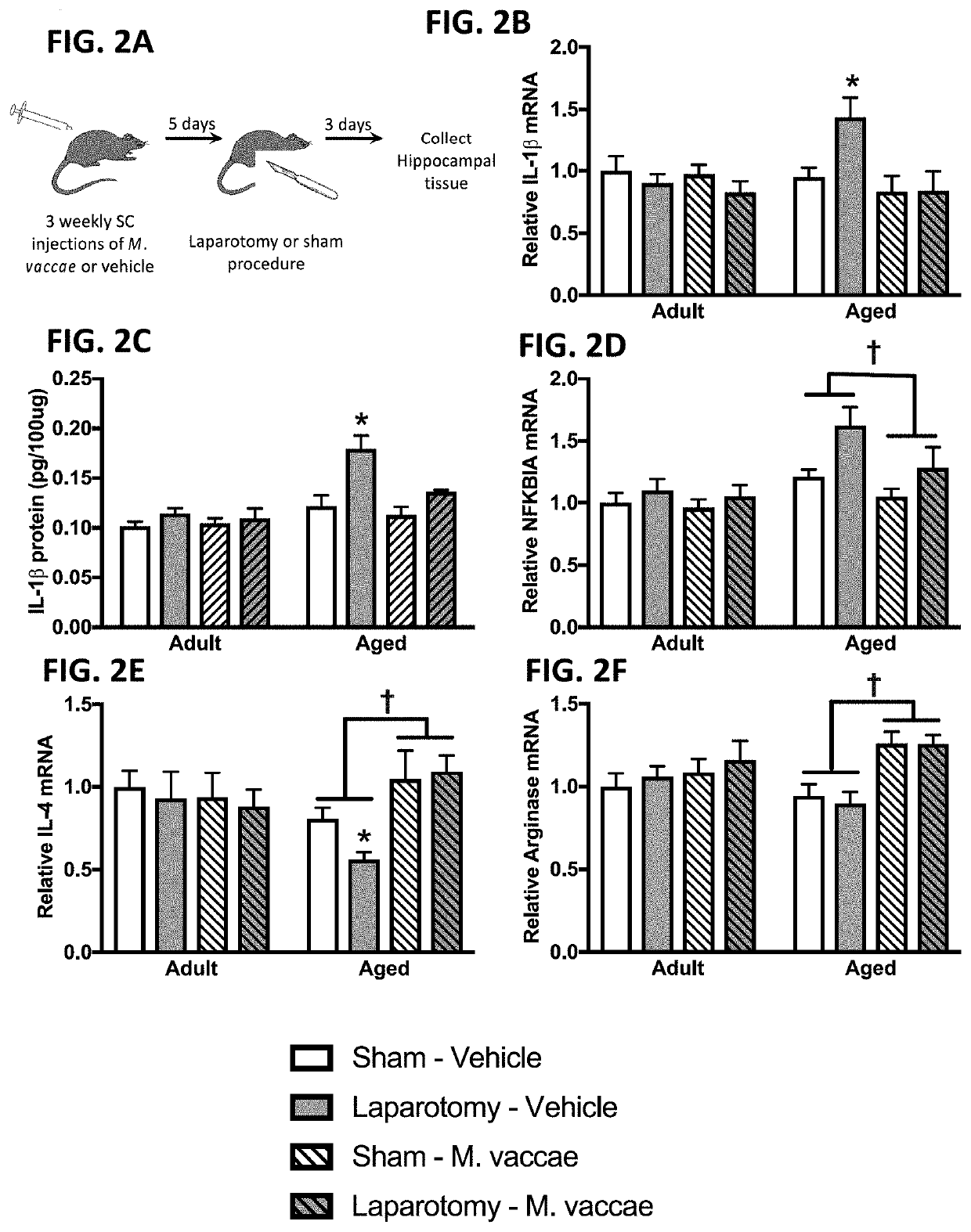 Protection from Stress, Anxiety, Neuroinflammation, and Cognitive Dysfunction