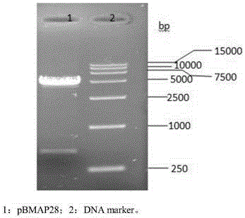 Antimicrobial peptide gene-loaded drug delivery system and construction and application thereof