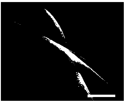 Lithium-sulfur battery positive electrode material and preparation method thereof