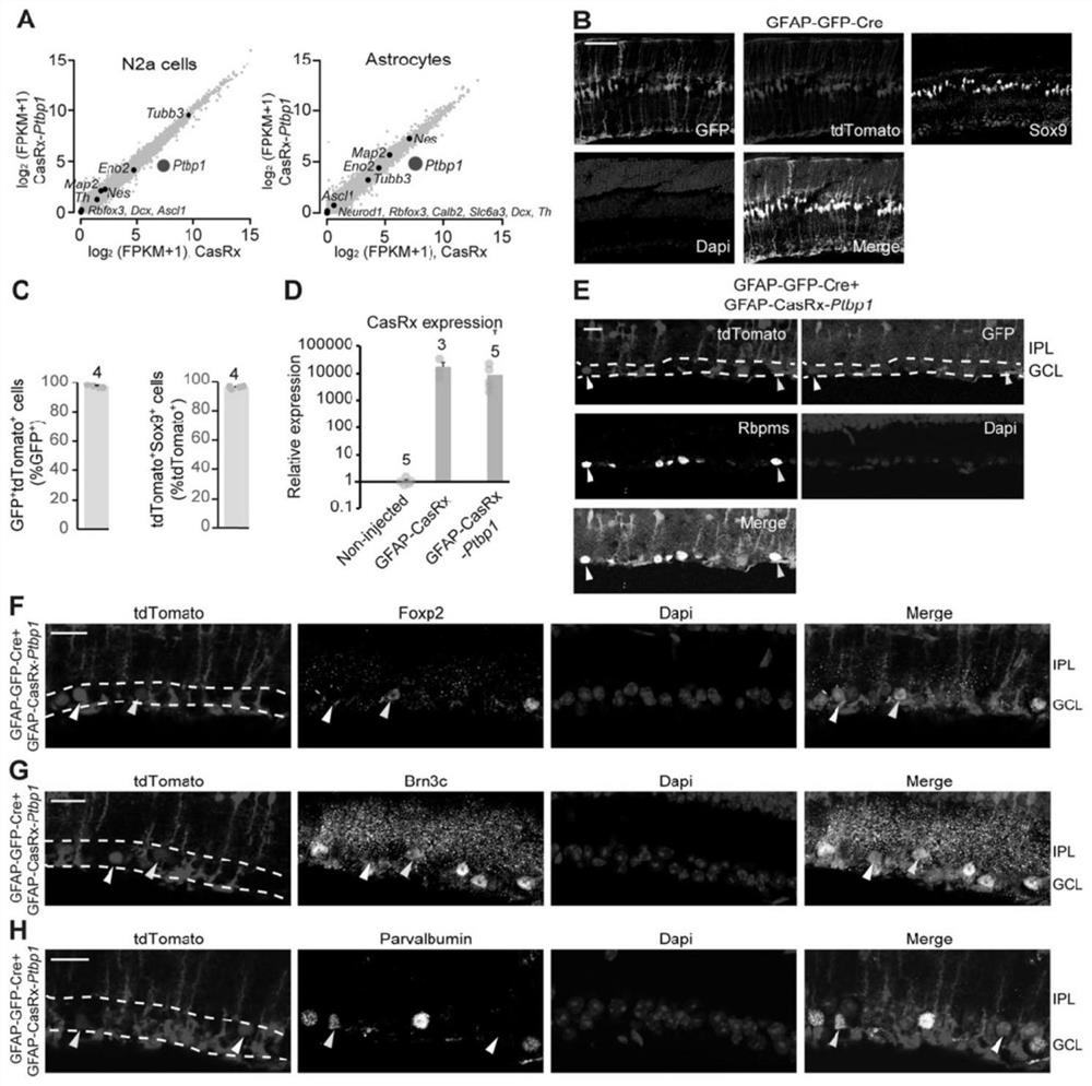 Application of Ptbp1 inhibitor in preventing and/or treating nervous system diseases related to functional neuronal death