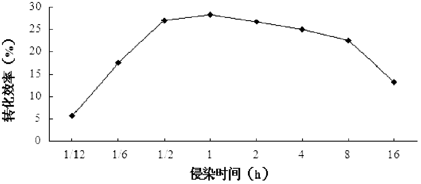 Agrobacterium tumefaciens gene transformation method of hybrid poplar