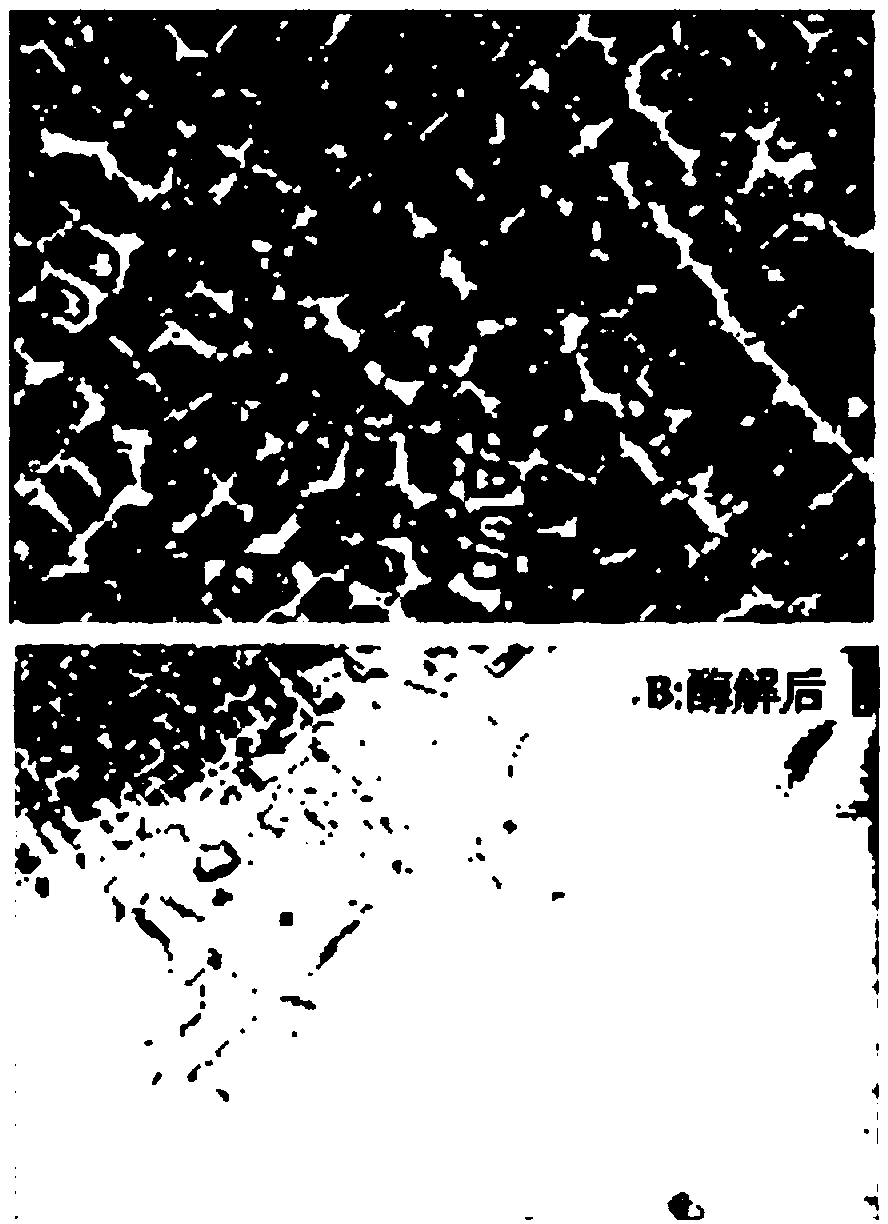 Method for preparing brown algae fucosan and fucoxanthin in enzymic way