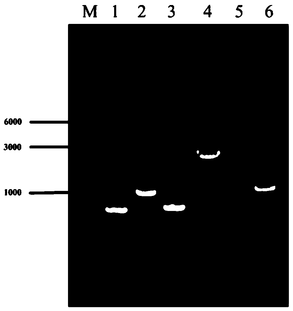 Genetically engineered bacterium for high-yielding L-valine and method for producing L-valine by fermentation