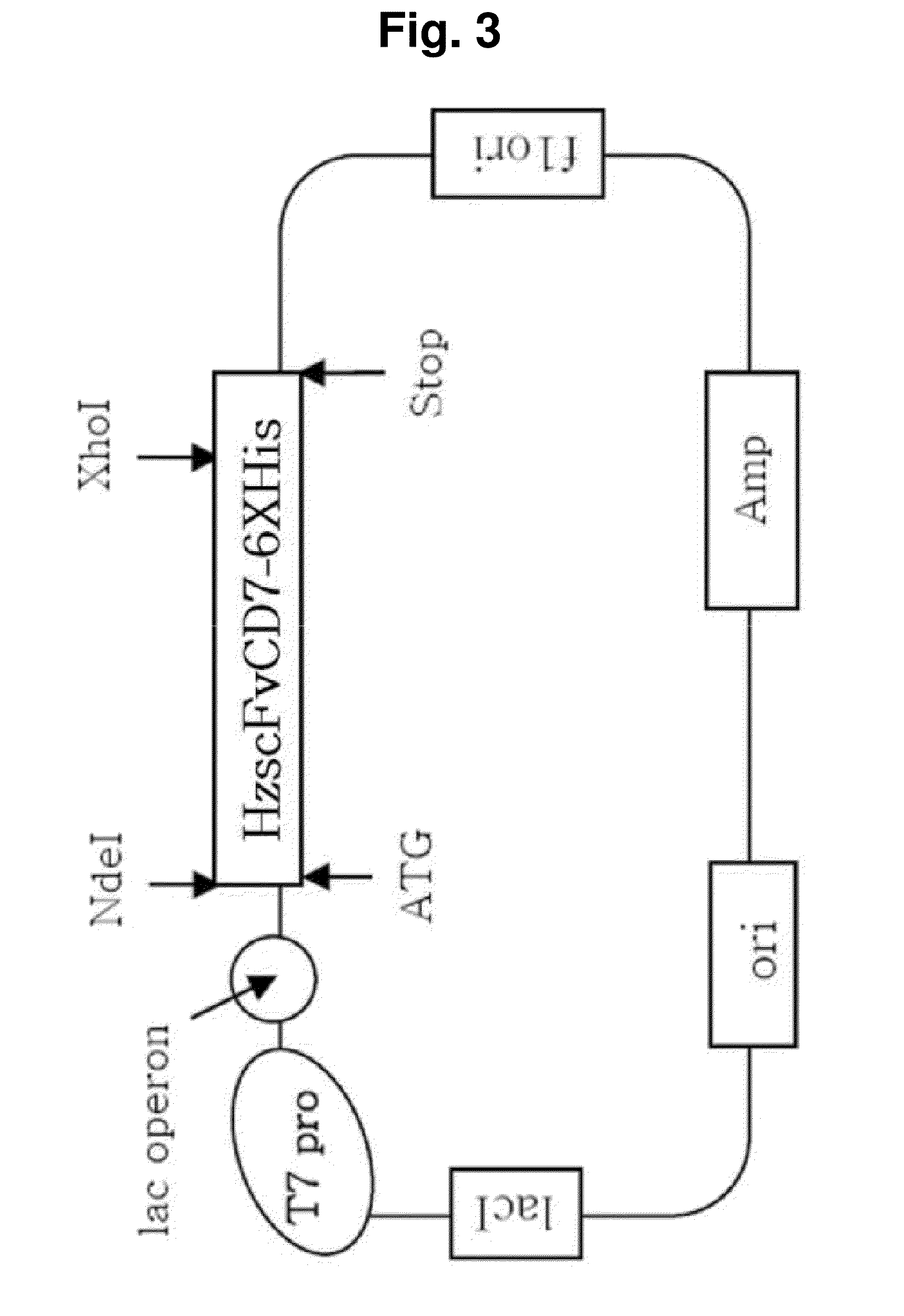 T-cell-specific humanized single fragment antibody delivery vehicle