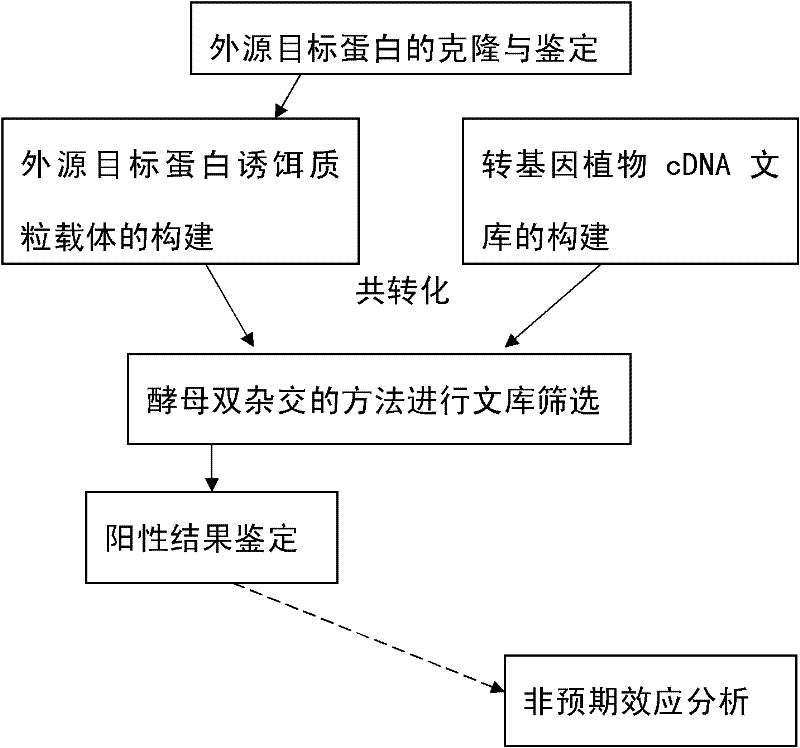 Method for evaluating unintended effect of molecular level of transgenic plant