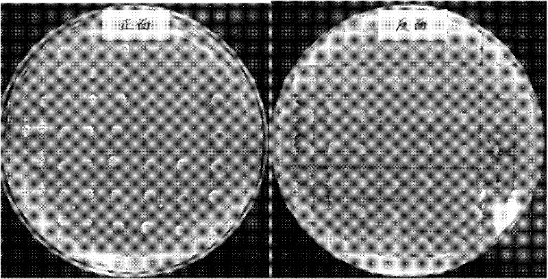 Method for evaluating unintended effect of molecular level of transgenic plant