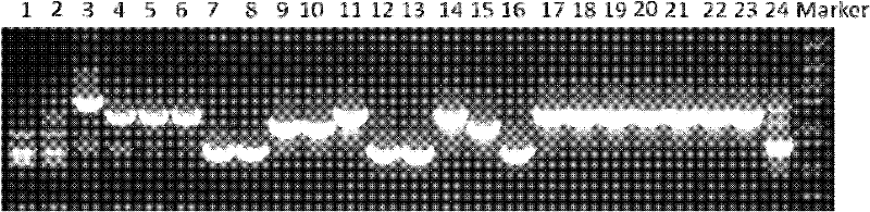 Method for evaluating unintended effect of molecular level of transgenic plant