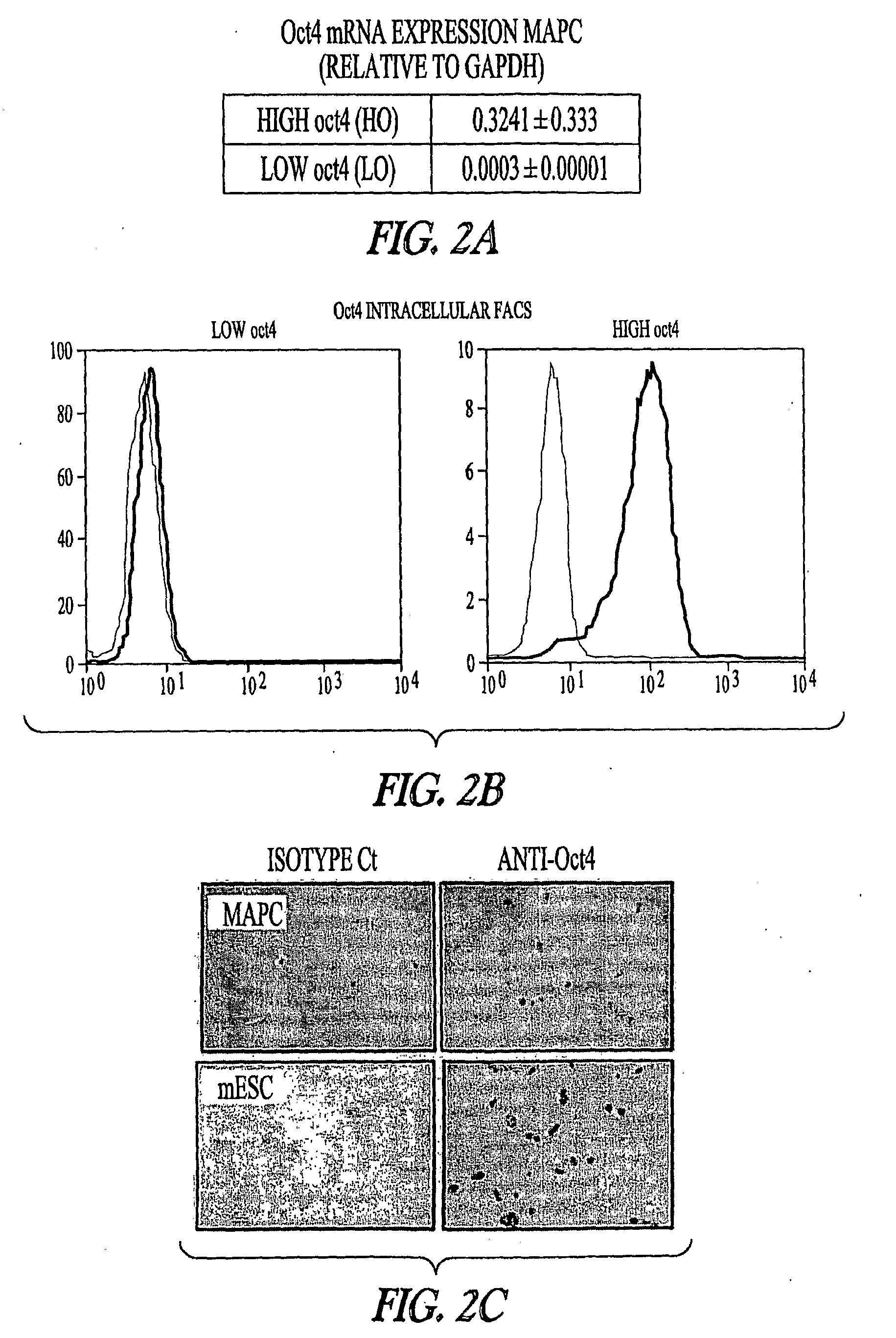 Differentiation of non-embryonic stem cells to cells having a pancreatic phenotype