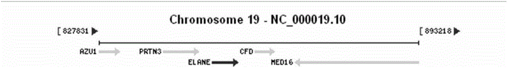 Method and primer for detecting ELA2 gene