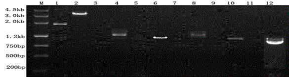 Cultivated rice hybrid infertility gene S1 and application thereof