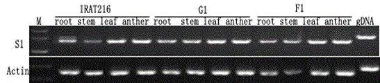 Cultivated rice hybrid infertility gene S1 and application thereof