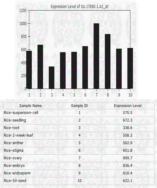 Cultivated rice hybrid infertility gene S1 and application thereof