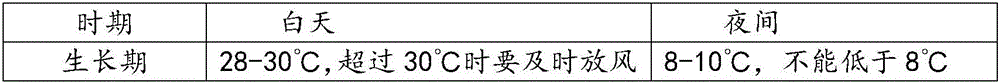 Strawberry cultivation pattern