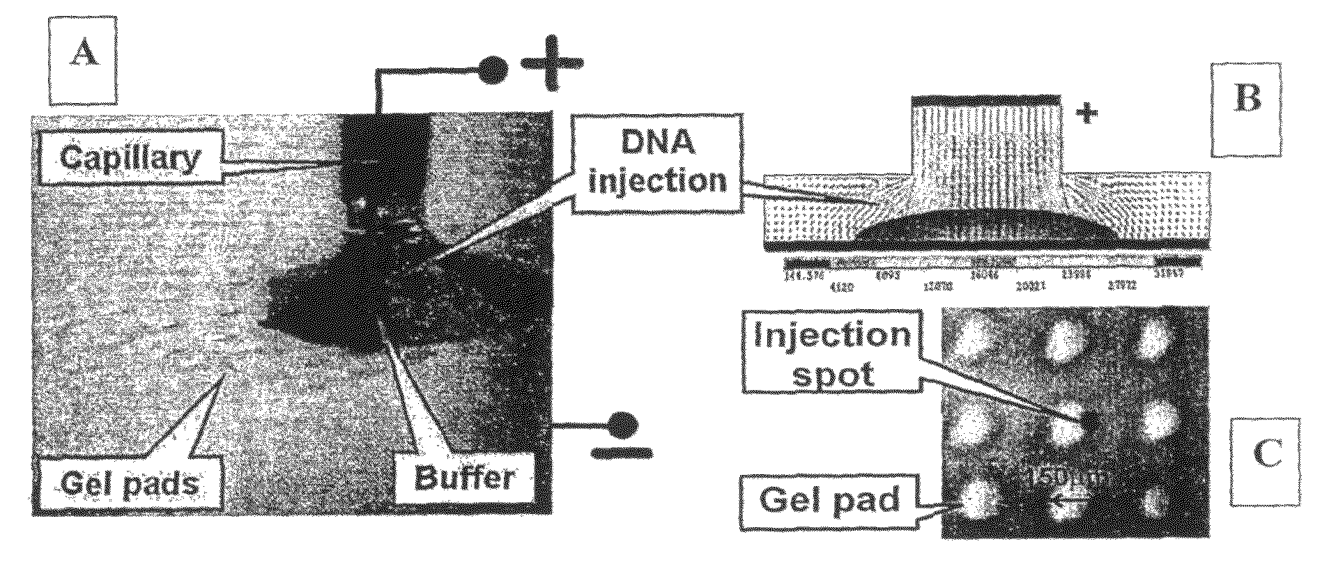 Massively parallel 2-dimensional capillary electrophoresis